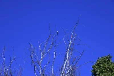 February 2022 - Backyard Birds